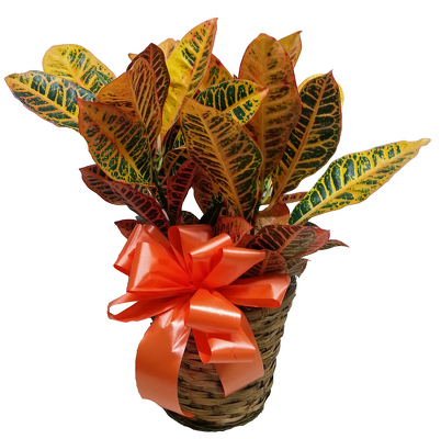 Croton Plant from your local Clinton,TN florist, Knight's Flowers