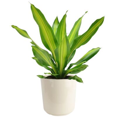 Dracena Plant from your local Clinton,TN florist, Knight's Flowers