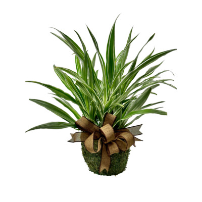 Dracaena Plant from your local Clinton,TN florist, Knight's Flowers