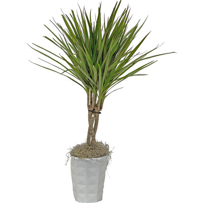 Dracena Marginata from your local Clinton,TN florist, Knight's Flowers