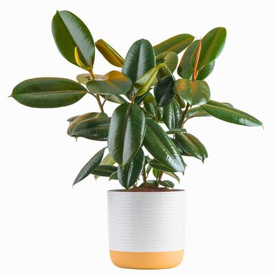 Rubber Tree from your local Clinton,TN florist, Knight's Flowers