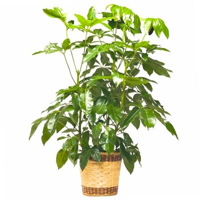 Schefflera Plant from your local Clinton,TN florist, Knight's Flowers