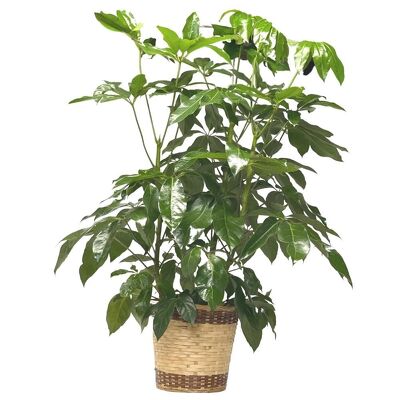 Schefflera Plant from your local Clinton,TN florist, Knight's Flowers