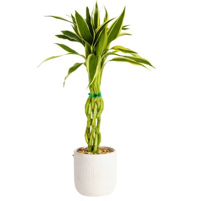 Lucky Bamboo from your local Clinton,TN florist, Knight's Flowers