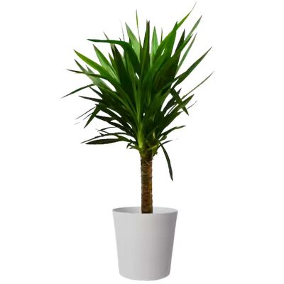 Yucca Cane from your local Clinton,TN florist, Knight's Flowers