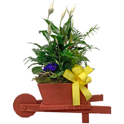 Wheelbarrow Planter from your local Clinton,TN florist, Knight's Flowers