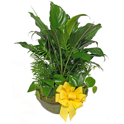 Clinton Florist Oak Ridge Florist Knoxville Flowers