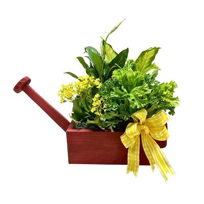 Watering Can Planter from your local Clinton,TN florist, Knight's Flowers