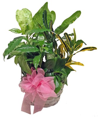Touch of Nature Planter from your local Clinton,TN florist, Knight's Flowers