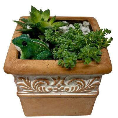 Succulents in Terra Cotta from your local Clinton,TN florist, Knight's Flowers