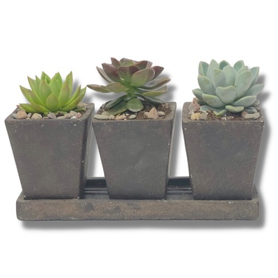 Triple Succulent Planter from your local Clinton,TN florist, Knight's Flowers