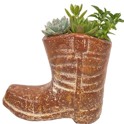 Succulent Boot Planter from your local Clinton,TN florist, Knight's Flowers