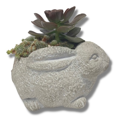 Rabbit Succulent Planter from your local Clinton,TN florist, Knight's Flowers