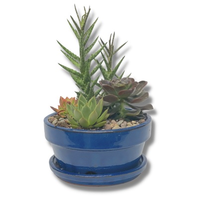 Ceramic Succulent Planter from your local Clinton,TN florist, Knight's Flowers