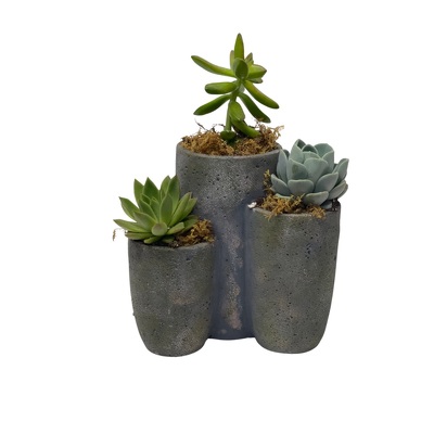 Tri Pot Succulent Planter from your local Clinton,TN florist, Knight's Flowers