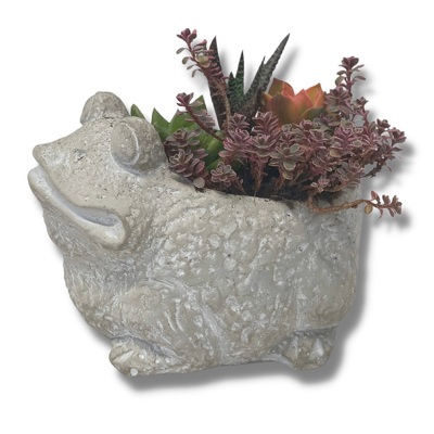 Frog Succulent Planter from your local Clinton,TN florist, Knight's Flowers