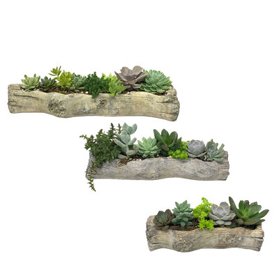 Concrete Succulent Log Planter from your local Clinton,TN florist, Knight's Flowers