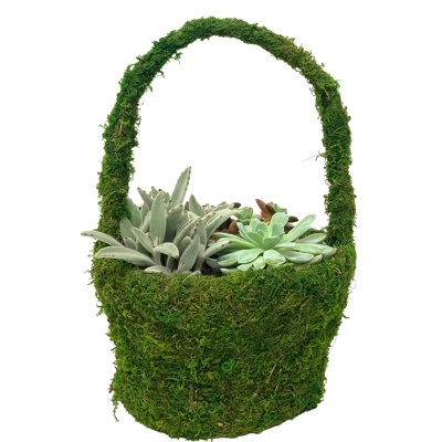 Moss Succulent Basket from your local Clinton,TN florist, Knight's Flowers