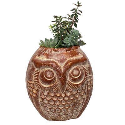 Succulent Owl Planter from your local Clinton,TN florist, Knight's Flowers