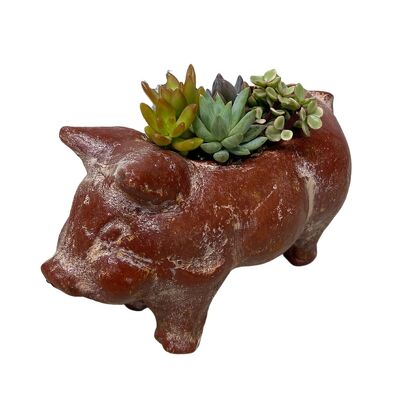 Rustic Baby Pig with Succulents from your local Clinton,TN florist, Knight's Flowers