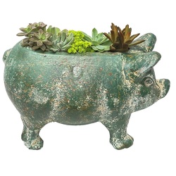 Succulent Pig Planter from your local Clinton,TN florist, Knight's Flowers
