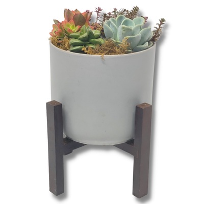 Succulent Planter from your local Clinton,TN florist, Knight's Flowers