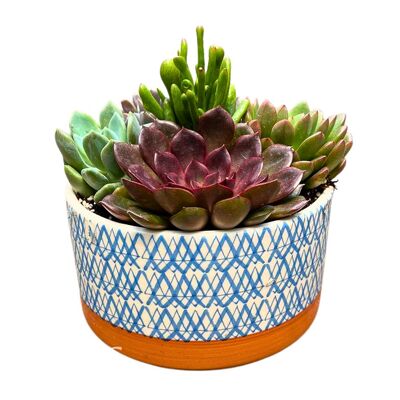 Saratoga Round Ceramic Succulent Planter from your local Clinton,TN florist, Knight's Flowers