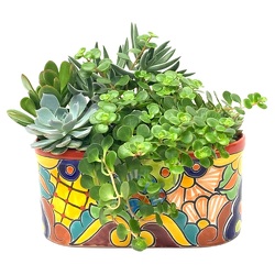 Ceramic Talavera Pottery with Assorted Succulents from your local Clinton,TN florist, Knight's Flowers