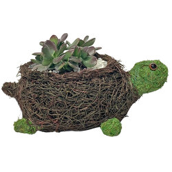 Succulent Moss Turtle from your local Clinton,TN florist, Knight's Flowers