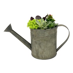Succulent Watering Can from your local Clinton,TN florist, Knight's Flowers
