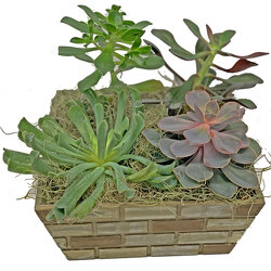 Succulent Garden with Four Plants from your local Clinton,TN florist, Knight's Flowers