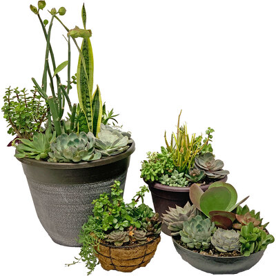 Succulents from your local Clinton,TN florist, Knight's Flowers