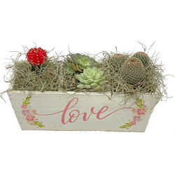 Love Succulent Garden from your local Clinton,TN florist, Knight's Flowers
