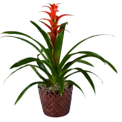 Bromeliad Plant from your local Clinton,TN florist, Knight's Flowers