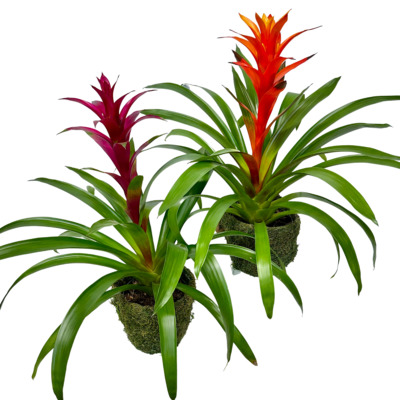 Bromeliad Plant from your local Clinton,TN florist, Knight's Flowers