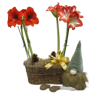 Amaryllis & Gnome  from your local Clinton,TN florist, Knight's Flowers