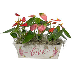 Love Anthurium Planter from your local Clinton,TN florist, Knight's Flowers