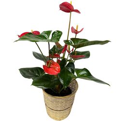 Anthurium from your local Clinton,TN florist, Knight's Flowers