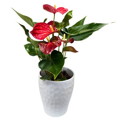Anthurium from your local Clinton,TN florist, Knight's Flowers