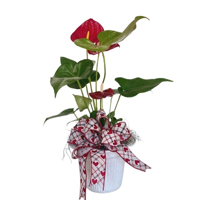 Anthurium from your local Clinton,TN florist, Knight's Flowers
