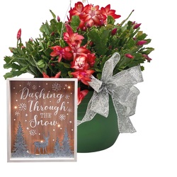 Christmas Cactus With Sign from your local Clinton,TN florist, Knight's Flowers