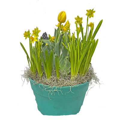 Bulb Garden from your local Clinton,TN florist, Knight's Flowers