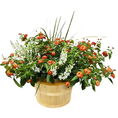 Large Blooming Combination Planter from your local Clinton,TN florist, Knight's Flowers