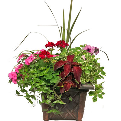 Large Blooming Combination Planter from your local Clinton,TN florist, Knight's Flowers