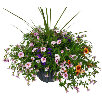 Combination Planter from your local Clinton,TN florist, Knight's Flowers