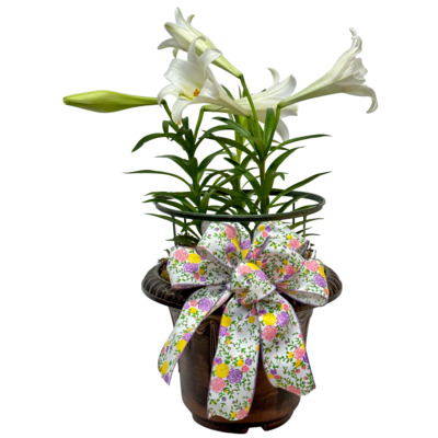 Easter Lily Plant from your local Clinton,TN florist, Knight's Flowers