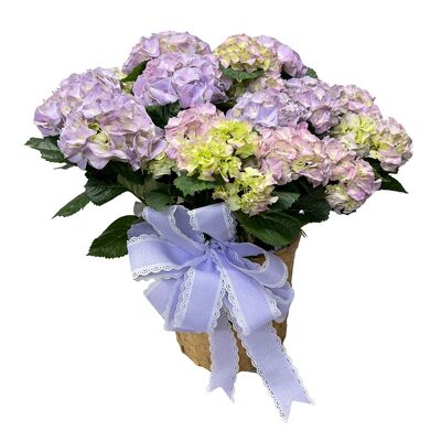 Hydrangea from your local Clinton,TN florist, Knight's Flowers