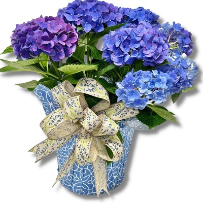 Hydrangea from your local Clinton,TN florist, Knight's Flowers