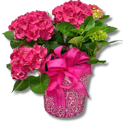 Hydrangea from your local Clinton,TN florist, Knight's Flowers