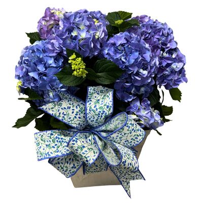 Blue Hydrangea Garden for Mom from your local Clinton,TN florist, Knight's Flowers